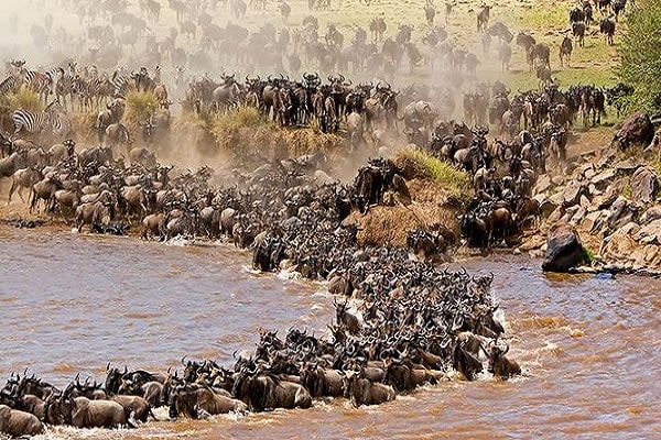 masai mara