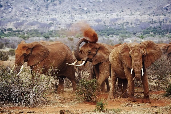 tsavo