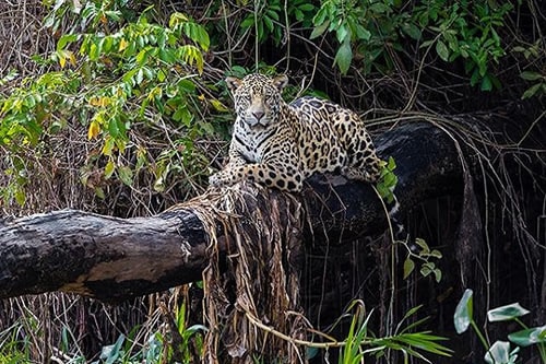 masai mara