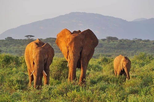 samburu safaris