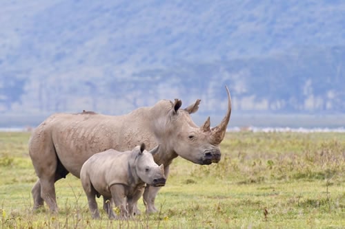 kenya safaris