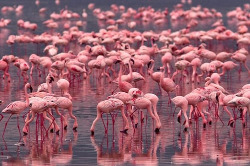 5 Days In The Home Of Flamingoes & Africa's Big Five