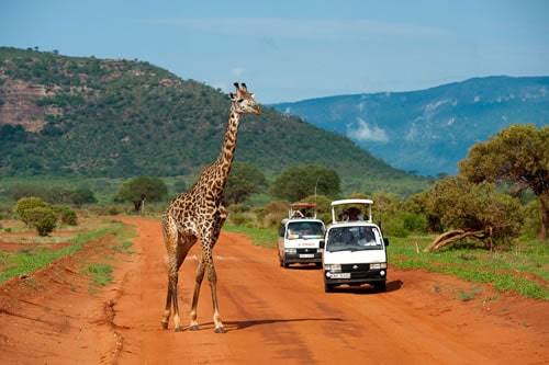 safaris kenya