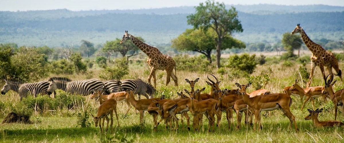 johney tours and travel safaris